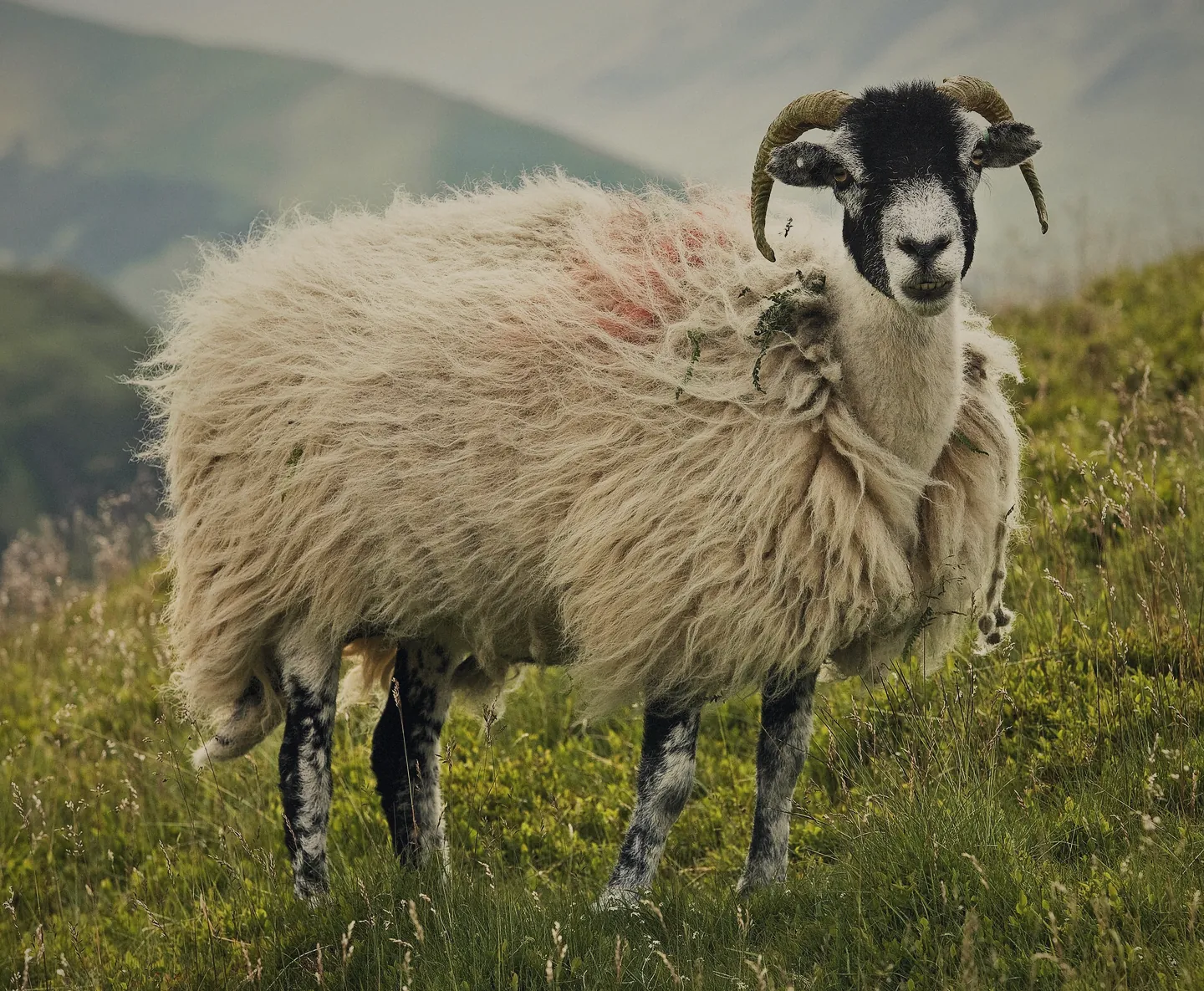 A Swaledale ewe with curled horns and a black face, white around the nose and eyes