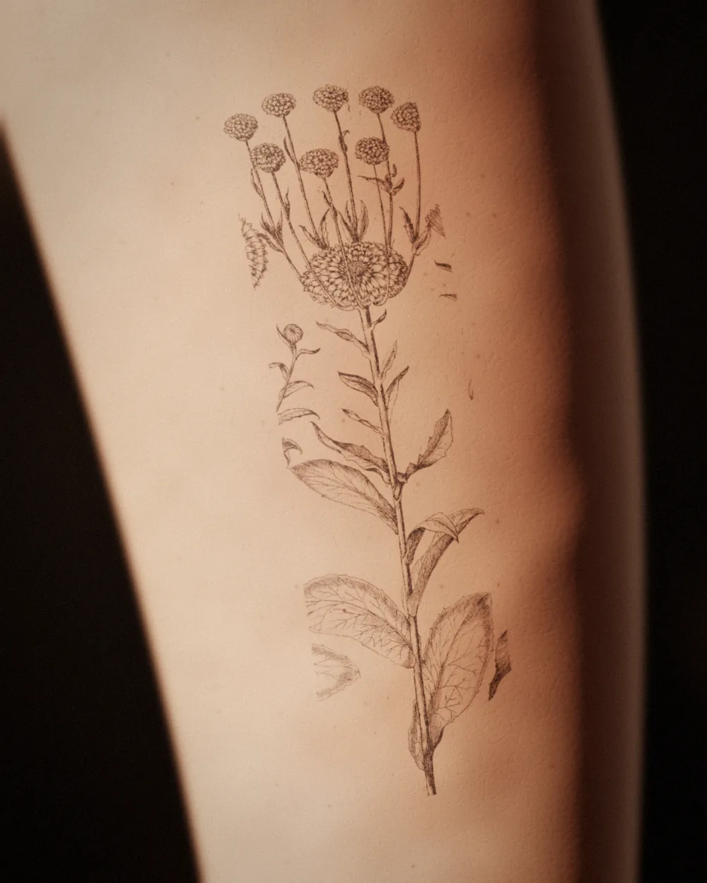 Pot marigold tattoo, after Besler, 1613, on the calf, healed 8 months