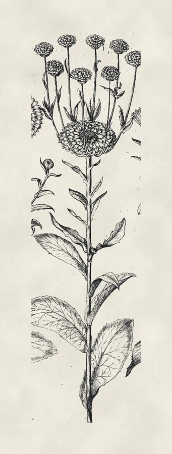 Pot marigold, drawing on paper, after Besler, 1613