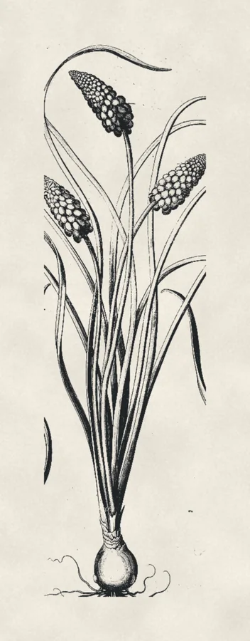 Grape hyacinth, drawing on paper, after Besler, 1613