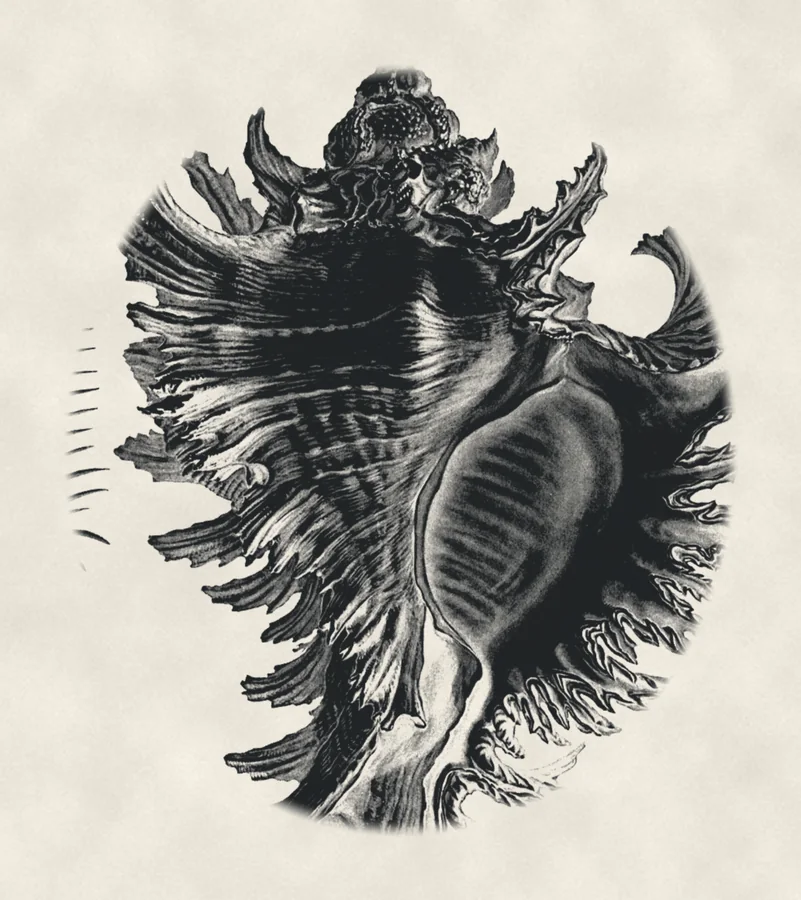 Murex shell, drawing on paper, after Haeckel, 1904