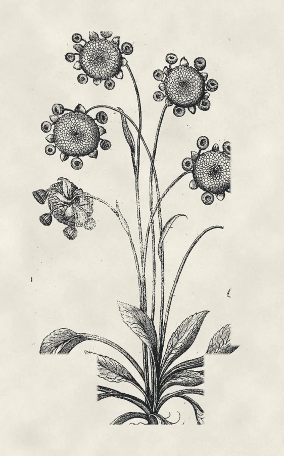 Primula, drawing on paper, after Besler, 1613