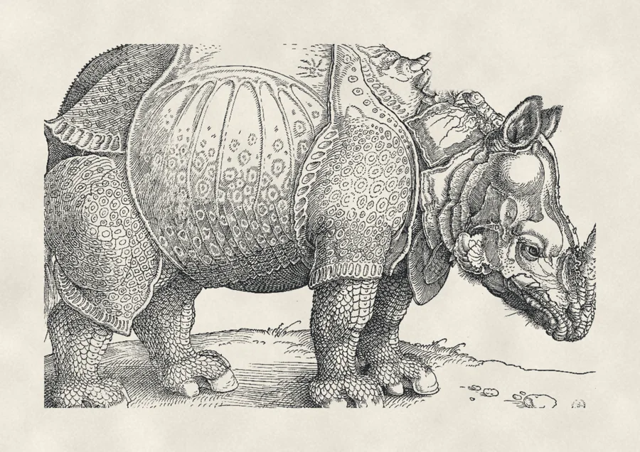 Rhinoceros, drawing on paper, after Dürer, 1515