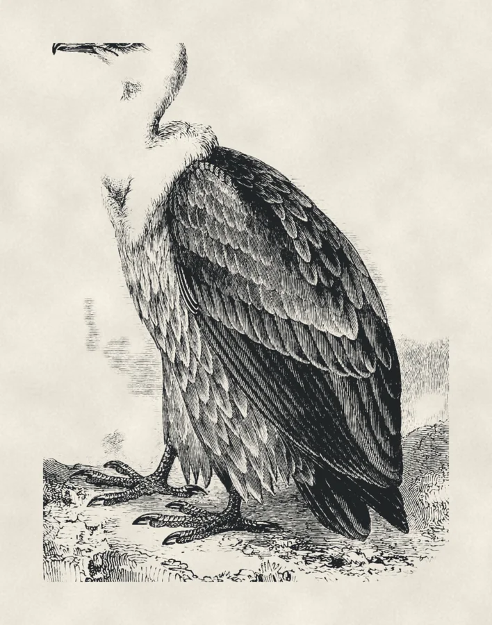 Griffon vulture, drawing on paper, after an 1871 engraving