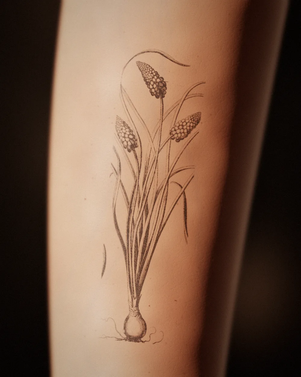 Grape hyacinth tattoo, after Besler, 1613, on the inner forearm, healed 14 months