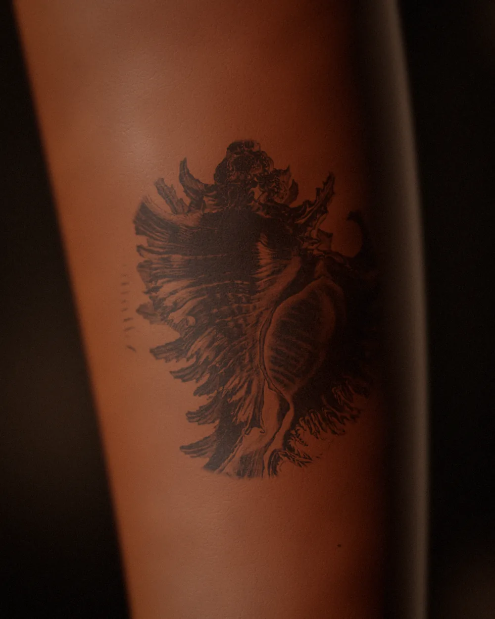 Murex shell tattoo, after Haeckel, 1904, on the forearm, healed 18 months