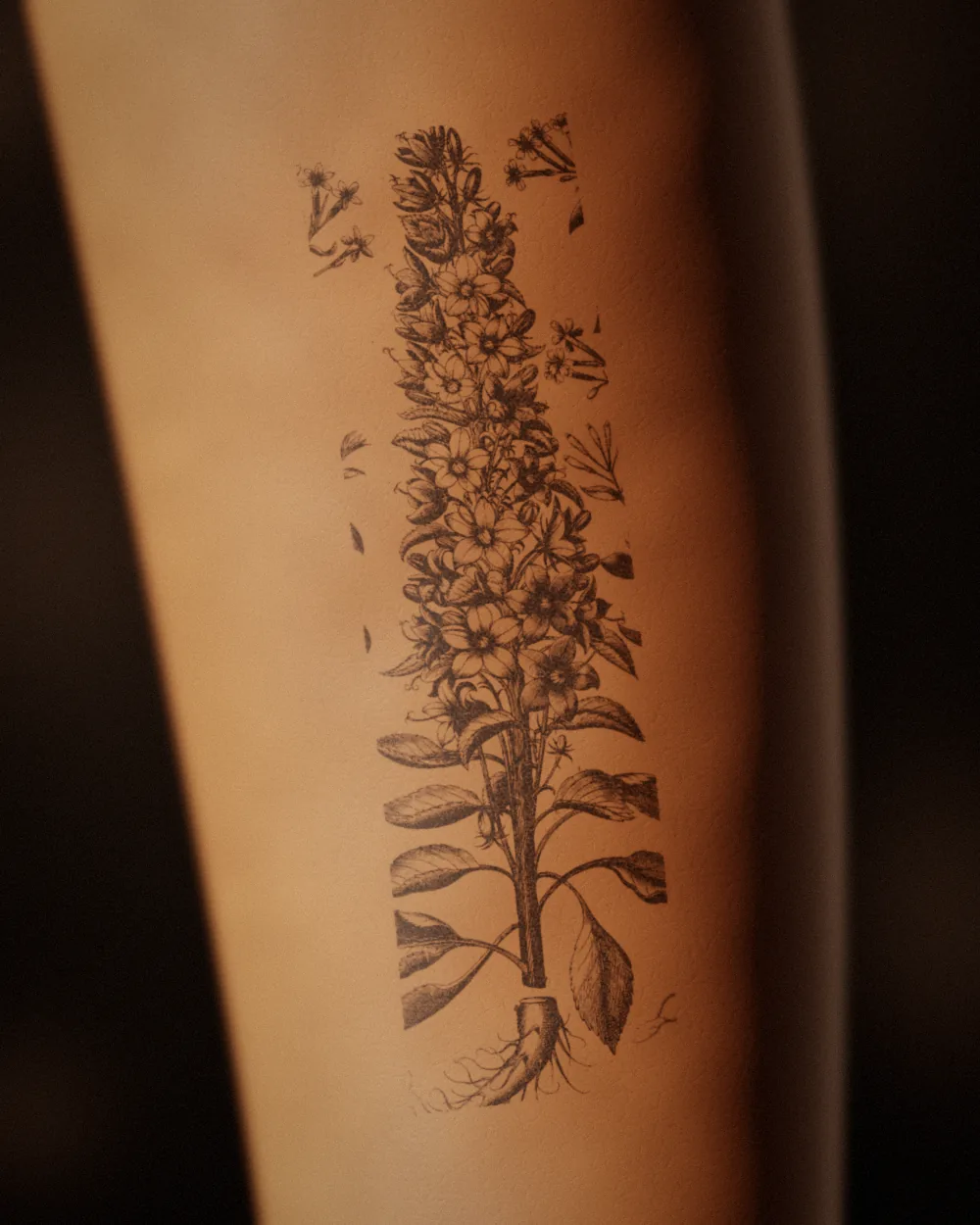 Bellflower tattoo, after Besler, 1613, on the outer forearm, healed 6 months