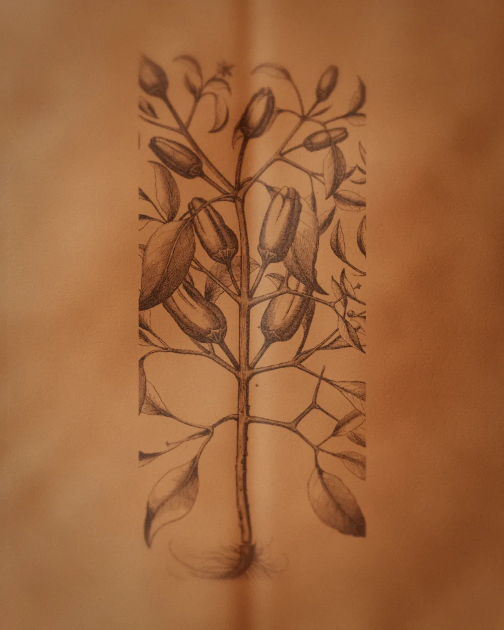 Pepper branch tattoo, after Besler, 1613, on the spine, healed 11 months