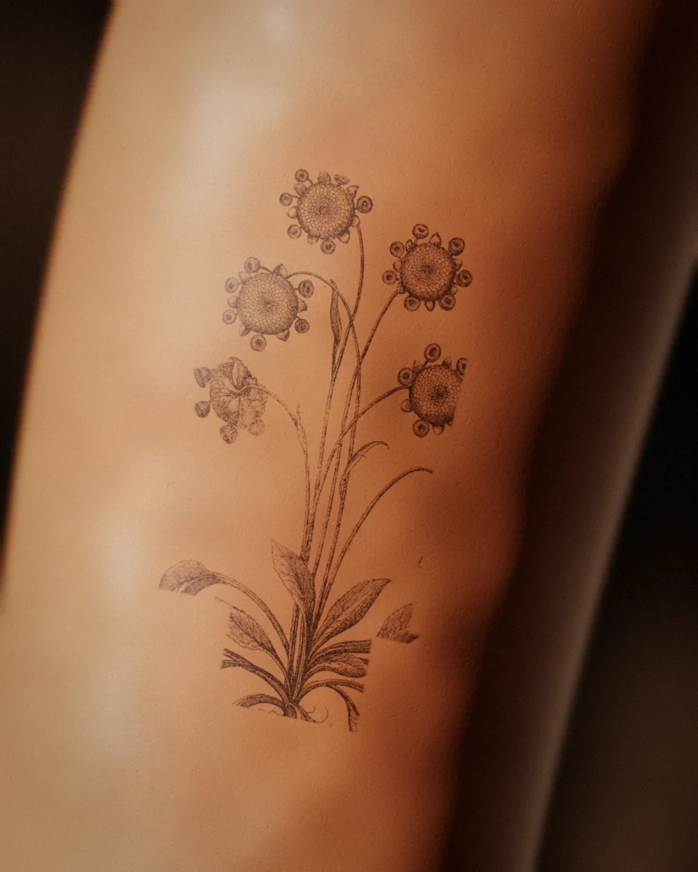 Primula tattoo, after Besler, 1613, on the upper arm, healed 2 years