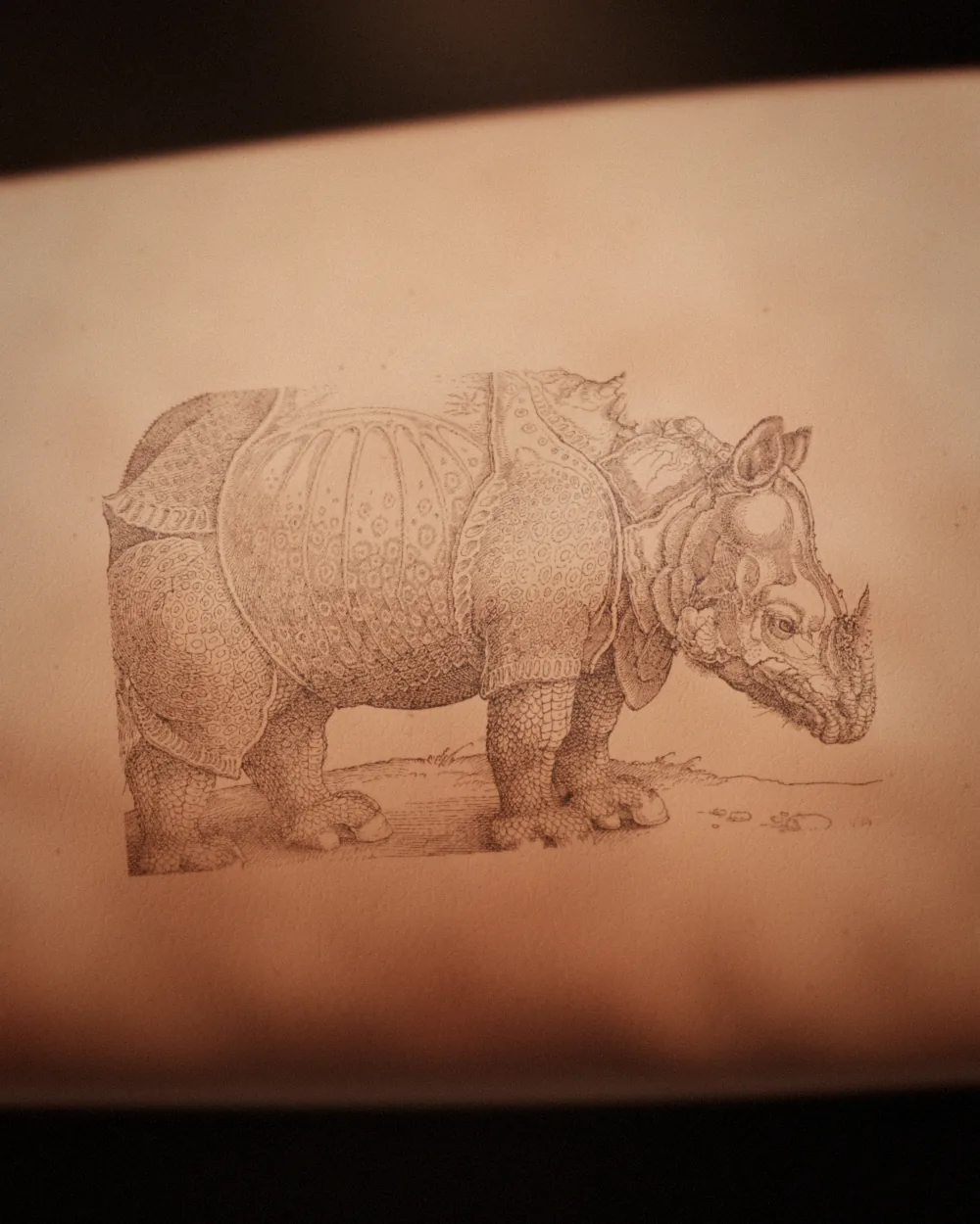 Rhinoceros tattoo, after Dürer, 1515, on the ribs, healed 3 years