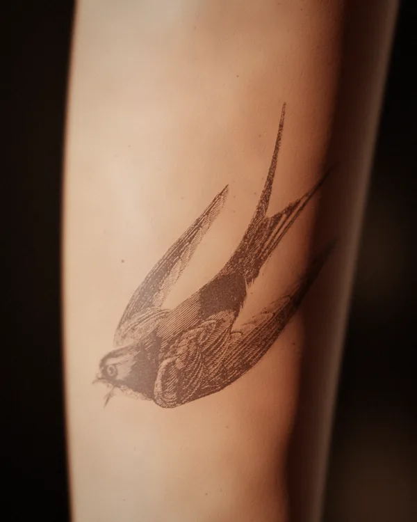 The swallow tattoo at day 3–5