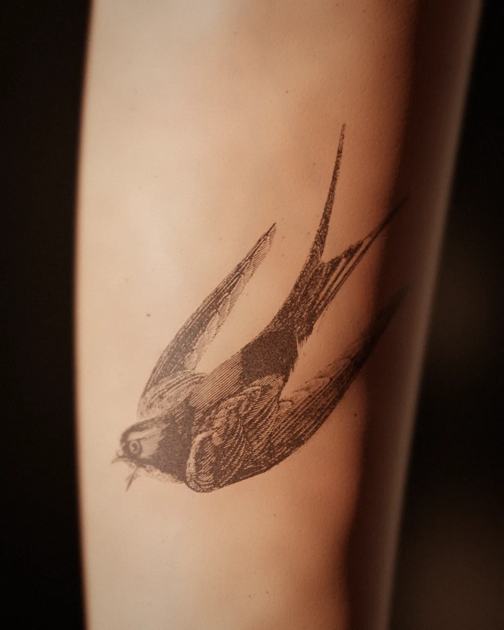 The swallow tattoo on an inner forearm: week 6