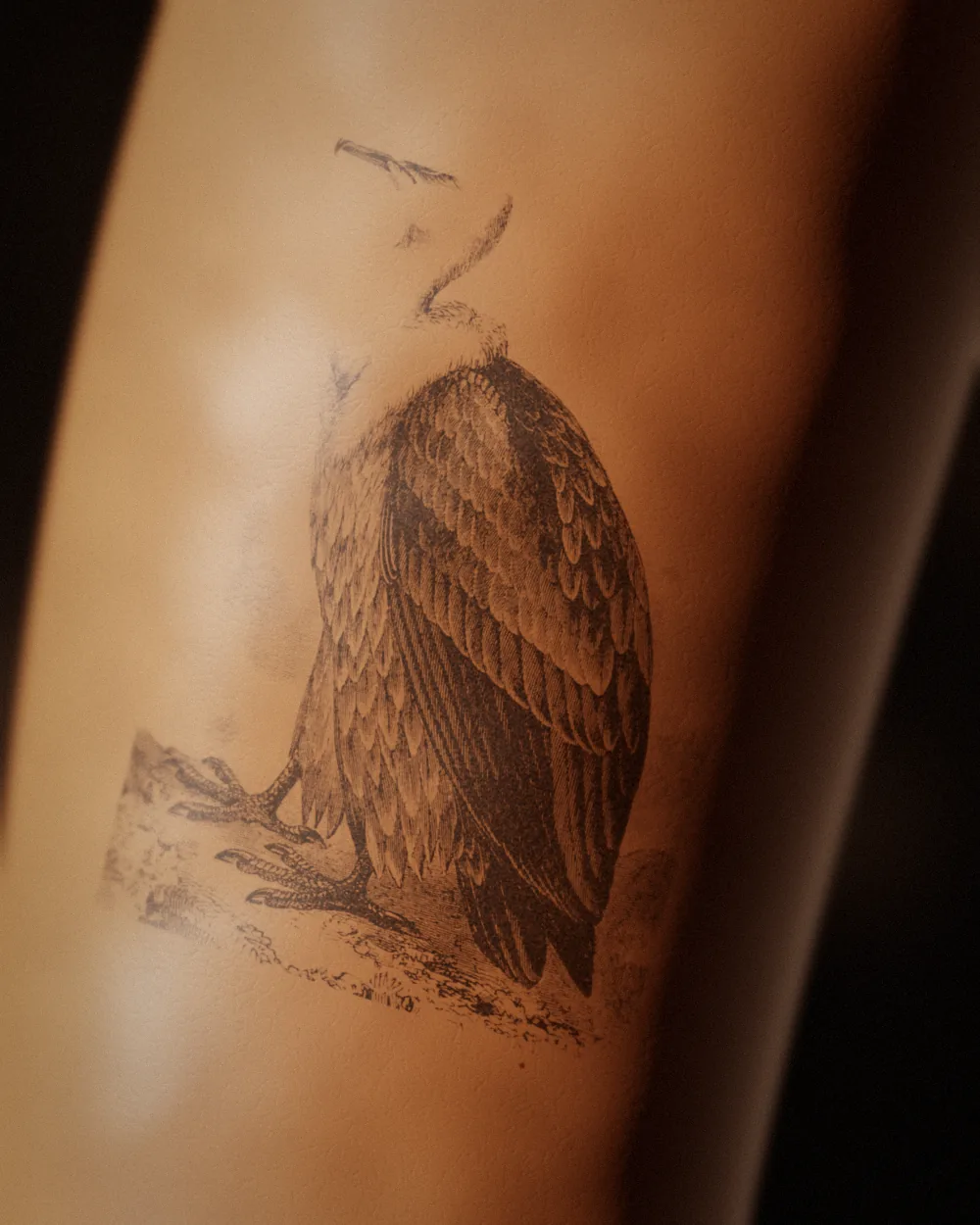 Griffon vulture tattoo, after an 1871 engraving, on the upper arm, healed 1 year