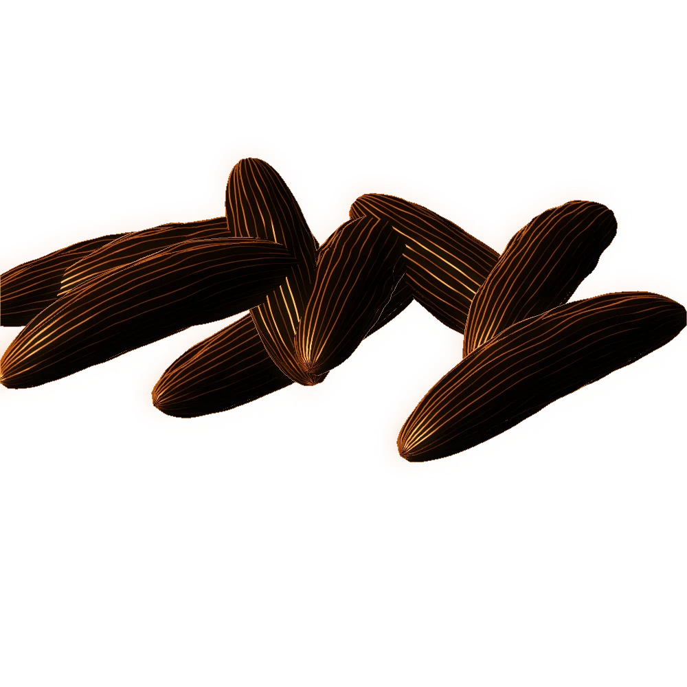 Engraving of tonka bean