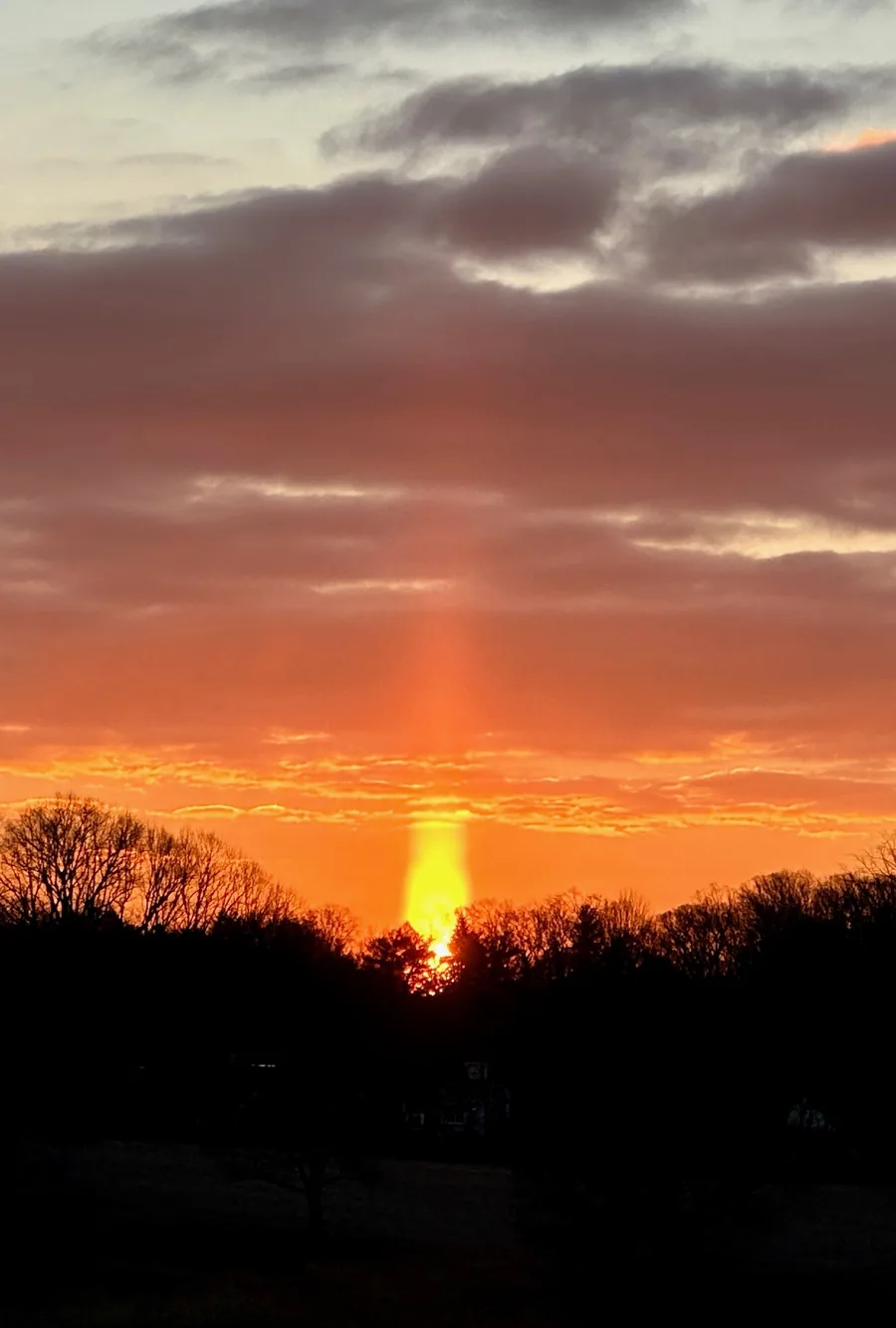 A sun pillar rising from a setting Sun behind bare trees