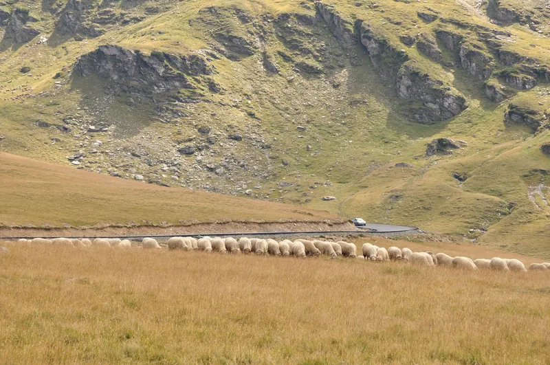 Oi pe pășunea de lângă Transalpina