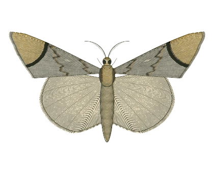 Buff-tip