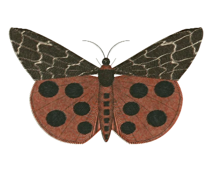 Garden Tiger