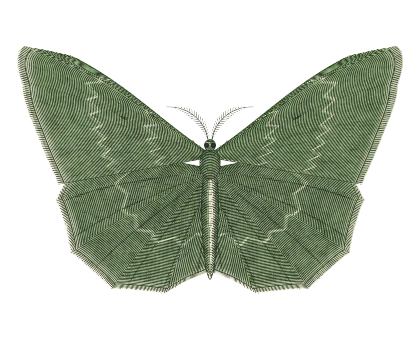 Large Emerald