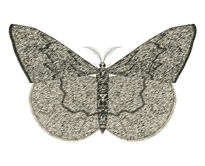 Peppered Moth