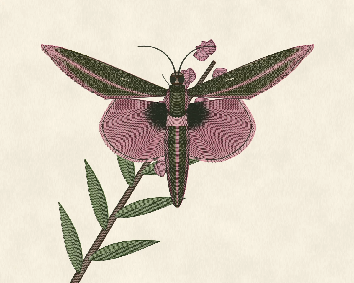 Hand-tinted engraving of an Elephant Hawk-moth, olive and pink, above a spike of rosebay willowherb.