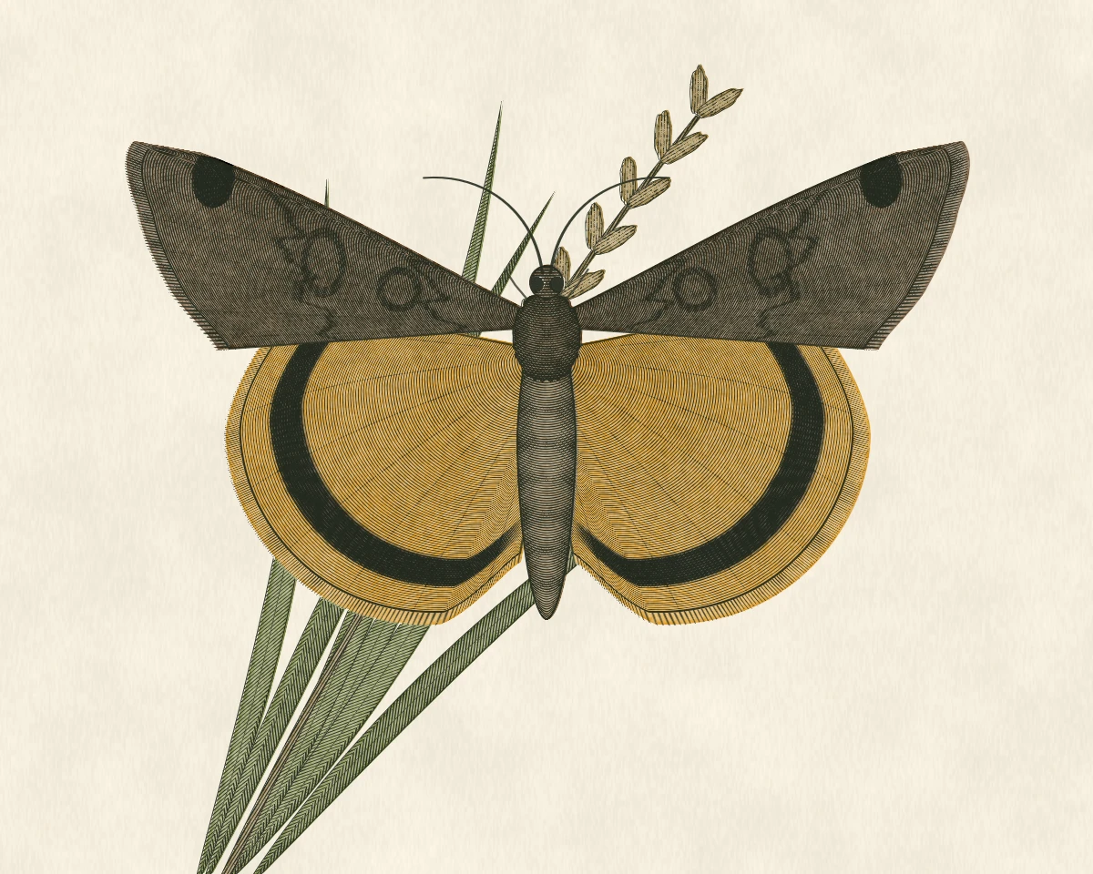 Hand-tinted engraving of a Large Yellow Underwing above grasses.