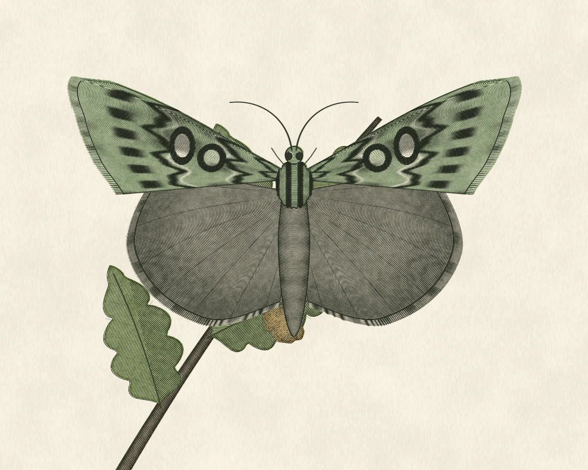 Hand-tinted engraving of a Merveille du Jour, lichen green marbled with black and white, over an oak sprig with acorns.