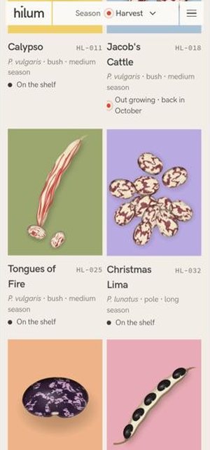 HILUM on a phone, catalogue page